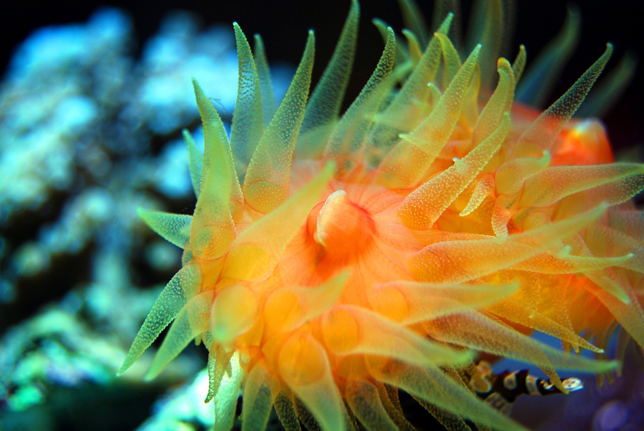 The Effects of Climate Change on Coral Reefs